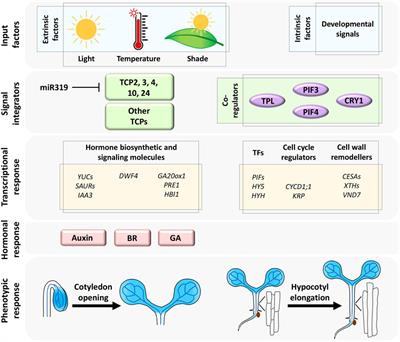 CINCINNATA-Like TCP Transcription Factors in Cell Growth – An Expanding Portfolio